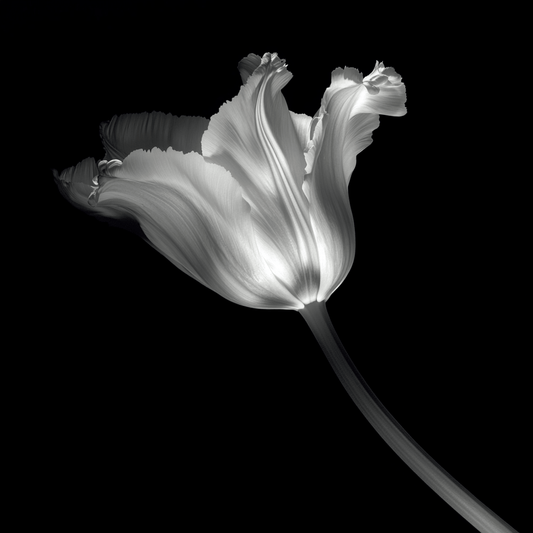 Ethereal Tulip Glow - ACH Studio