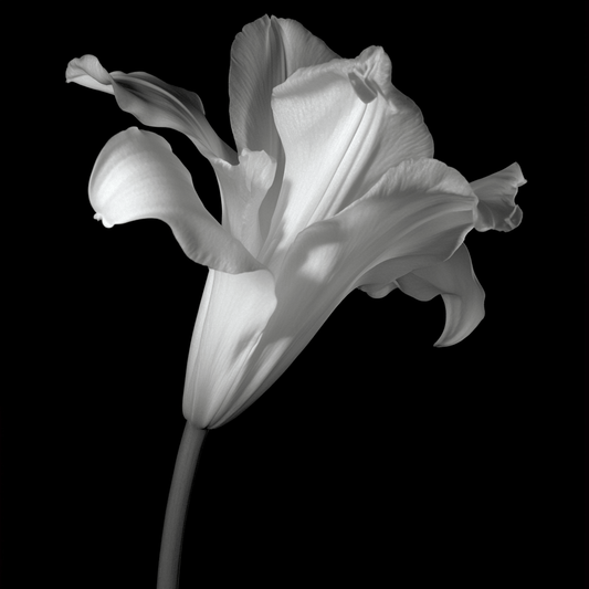 Graceful Tulip Silhouette - ACH Studio